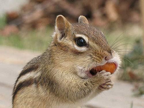 Wakefield Extra Large Virginia Peanuts for Animals, 25 LBS