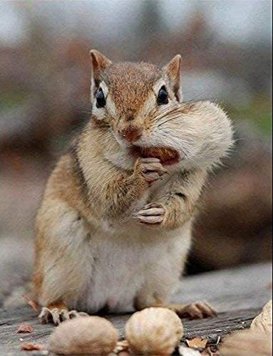 Wakefield Virginia Peanuts Animal Grade Raw Wildlife Peanuts, 10 LBS
