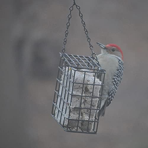 C&S Berry Delight No Melt Suet Dough 11.75 Ounces, 12 Pack