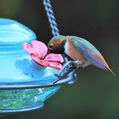 Nature's Way Bird Products GHF9 Hand Blown Garden Top Fill Hummingbird Feeder, 16 oz Capacity, Blue (066580)