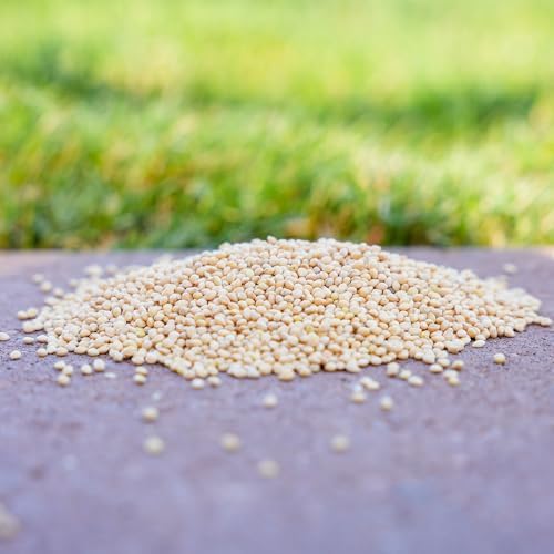 Desert Valley White Millet Seed, All Natural, Non-GMO Premium Wild Bird Food for Cardinals, Finch, Song Birds, Buntings and More (10 Pounds)