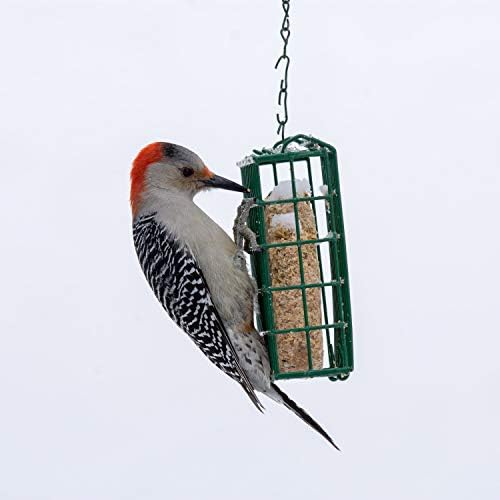 C&S High Energy Delight No Melt Suet Dough 11 Ounces,(Pack of 12)