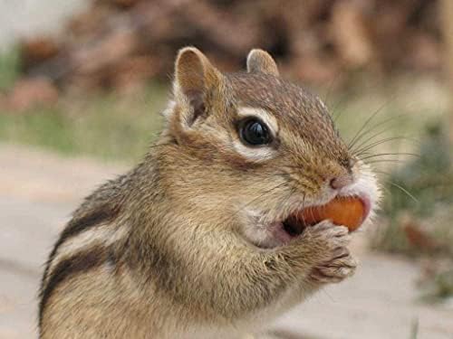 Wakefield Virginia Peanuts Animal Grade Raw Wildlife Peanuts, 10 LBS