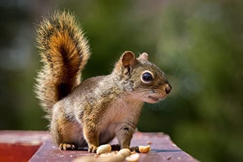 Wakefield Virginia Peanuts Animal Grade Raw Wildlife Peanuts, 10 LBS