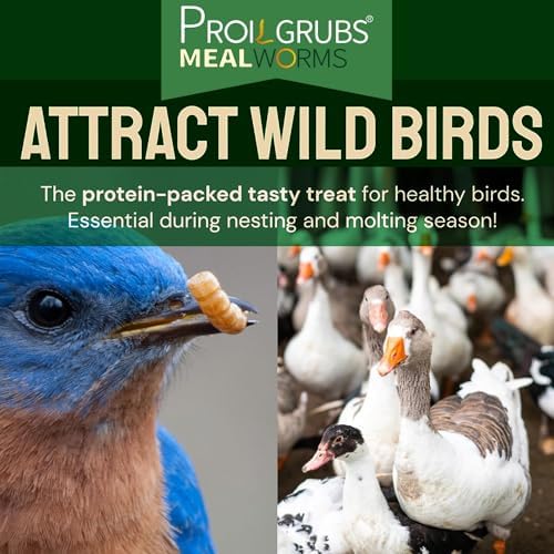 PROILGRUBS 2 LBS Dried Mealworms Super High Protein Nutritious Feed for Birds &Chickens - Organic Meal Worms for Laying Hens,Duck,Fish,Turtle,Reptil…