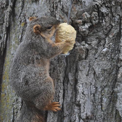 C&S Sweet Corn Squirrelog, 6-Pack Refill