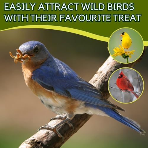 Dried Mealworms 100% Non-GMO 10 Lb - Mealworms for Birds, Chickens, Ducks - Perfect High-Protein Treats - Whole Large Meal Worms, Dried for Chickens and Bluebird Food Bulk