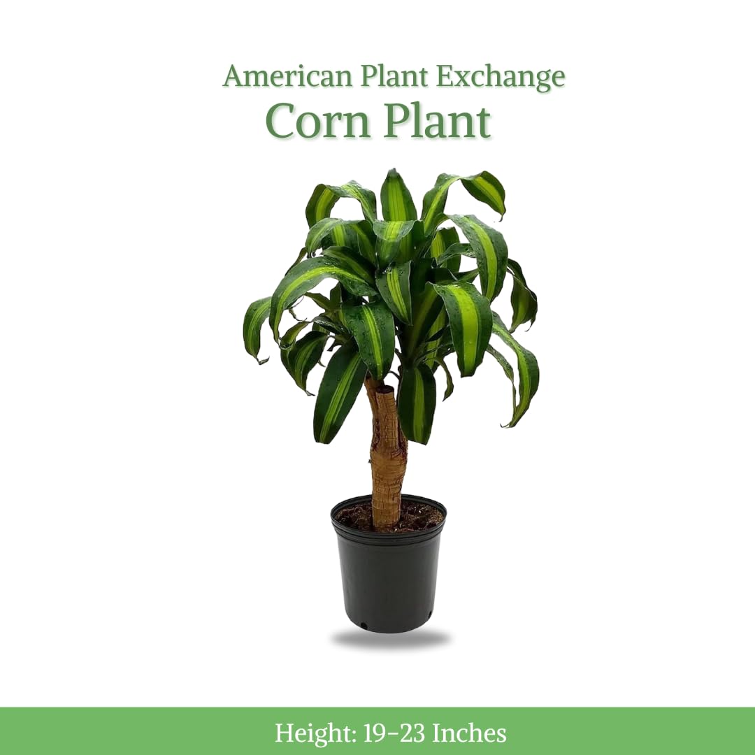 American Plant Exchange Dracaena Mass Cane ‘Corn Plant’ – Live 6-Inch Potted Indoor Houseplant, Low-Maintenance Air-Purifying Plant for Home, Office & Low-Light Spaces