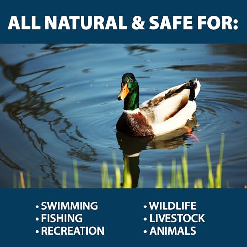 Airmax MuckAway Natural Beneficial Bacteria for Outdoor Ponds & Lakes, Muck, Sludge & Noxious Odor Solution, Easy to use Enzyme Tablets, Cleaner Beach & Shoreline, Fish, Pet & Wildlife Safe, 8 Scoops