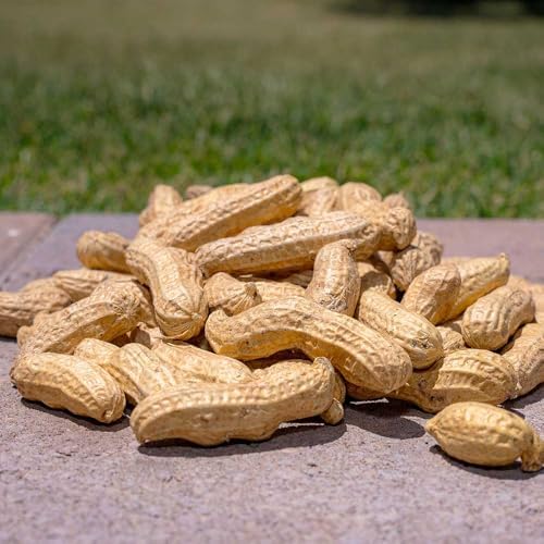 Desert Valley in Shell Peanuts, All Natural Premium Wild Bird and Wildlife Food for Squirrels, Chipmunks, Cardinals, Jays, Woodpeckers and More (10 Pounds)