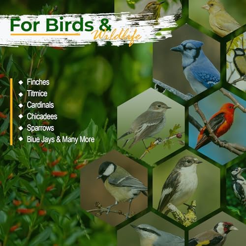 Wildlife Safflower Seed for Wildlife Bird Feeding, Non-GMO and USA Small Farm Grown, 25 lbs