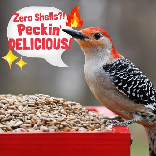 Hearts on Fire Hot Bird Seed – 10 lb. 100% Hulled Sunflower Hearts with Chili Pepper Oil – No Waste Bird Seed for Outside Feeders