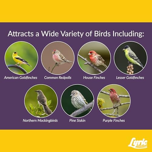 Lyric Finch - Small Songbird Wild Bird Seed - Attracts Goldfinches, House Finches, Purple Finches & More - 20 lb. bag