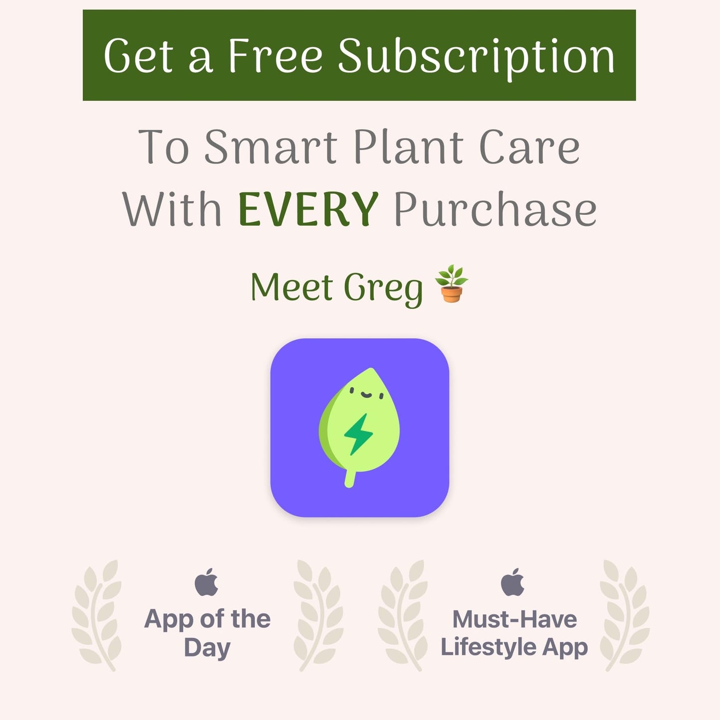 American Plant Exchange Dracaena Mass Cane ‘Corn Plant’ – Live 6-Inch Potted Indoor Houseplant, Low-Maintenance Air-Purifying Plant for Home, Office & Low-Light Spaces