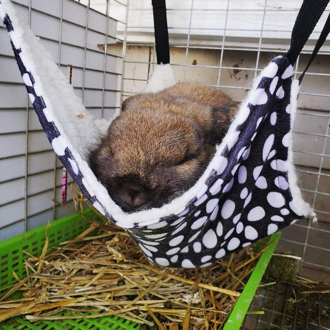 AKIRO Pet Cage Hammock, Round Dot Tower Zebra Leopard Pattern Warm Pet Hammock, Soft Plush Hanging Cat Bed Mat Winter Warm Cotton