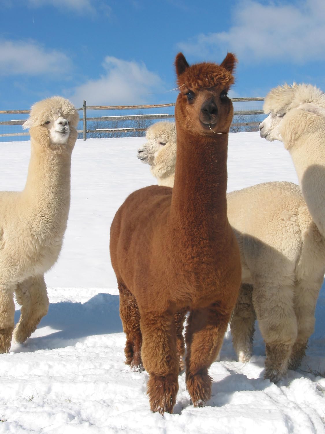 WARRIOR ALPACA SOCKS - Outdoor Alpaca Wool Socks, Terry Lined with Comfort Band Opening For Men And Women (Medium,Glacier Blue)