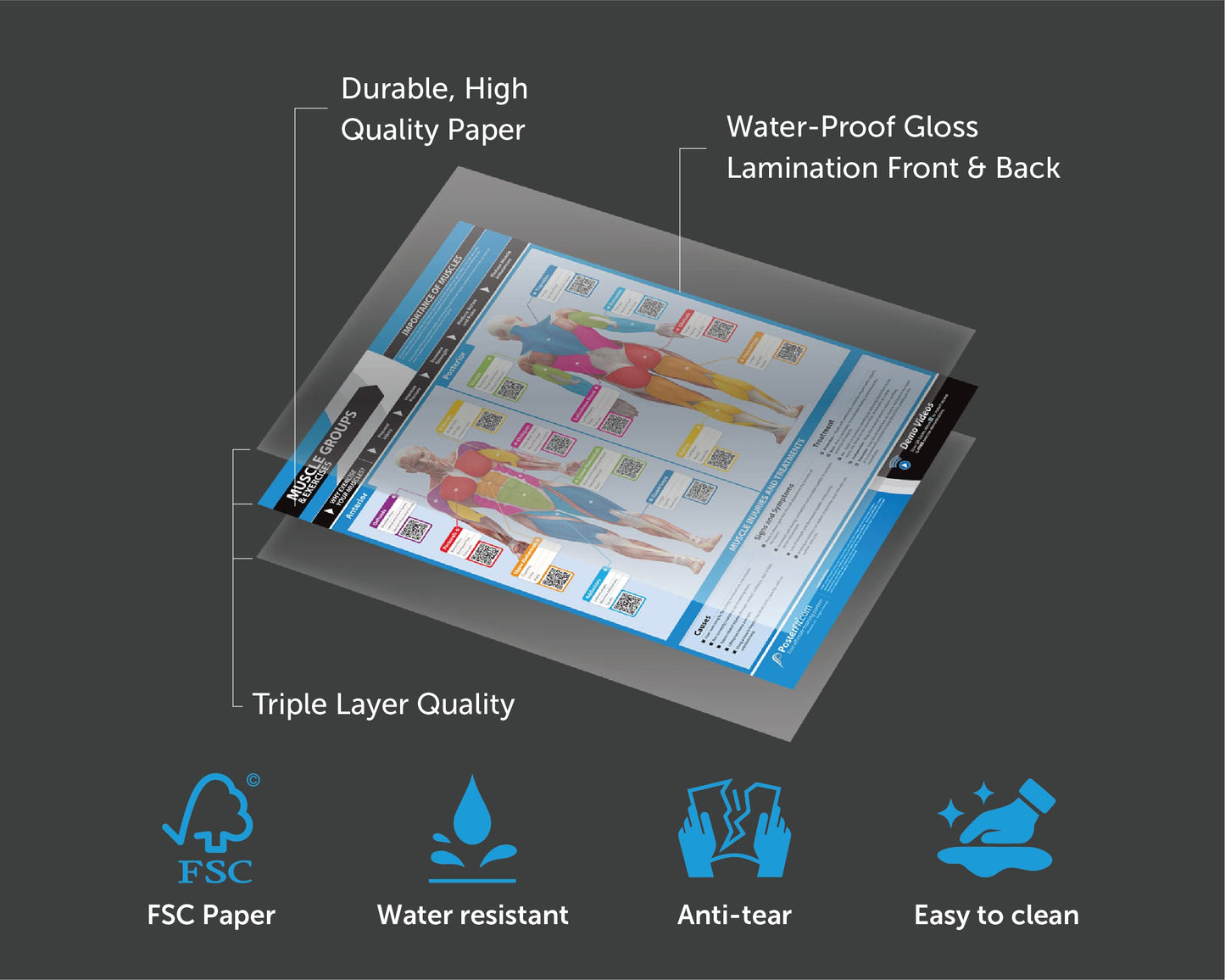 Muscle Groups & Exercises Gym Poster - Laminated - EXTRA LARGE 33” x 23.5” - Gym & Home Fitness Wall Chart - Includes Online Video Training