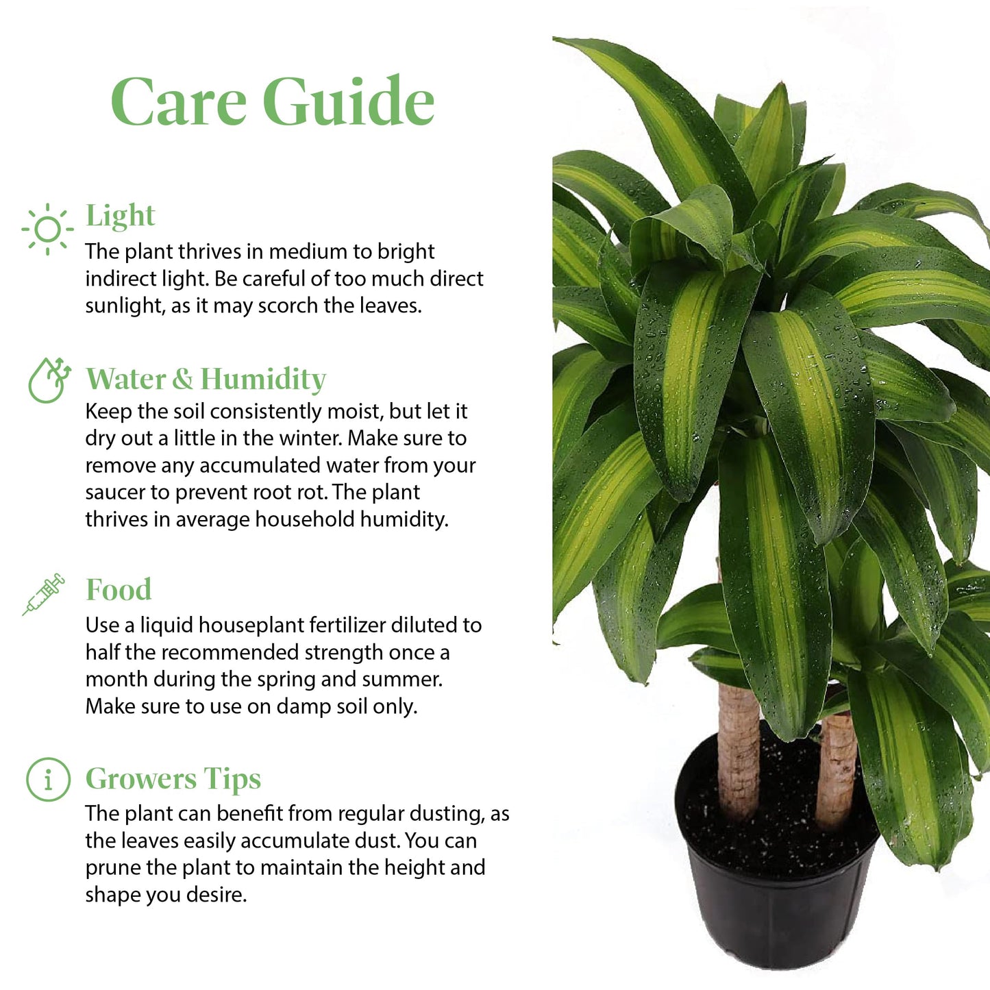 American Plant Exchange Dracaena Mass Cane ‘Corn Plant’ – Live 6-Inch Potted Indoor Houseplant, Low-Maintenance Air-Purifying Plant for Home, Office & Low-Light Spaces