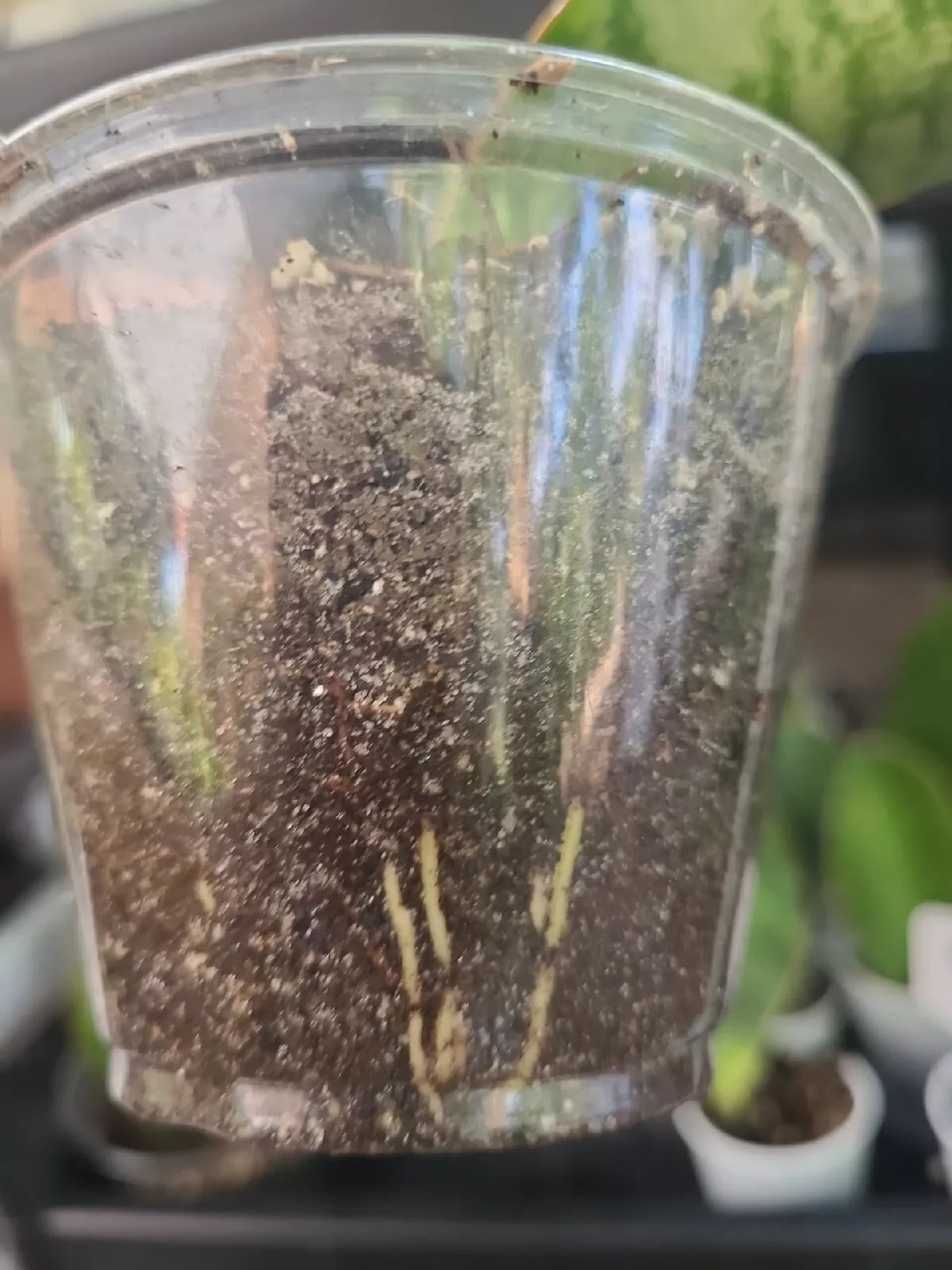Baby Sansevieria Masoniana Whale Fin Snake Plant 4-5" rooted