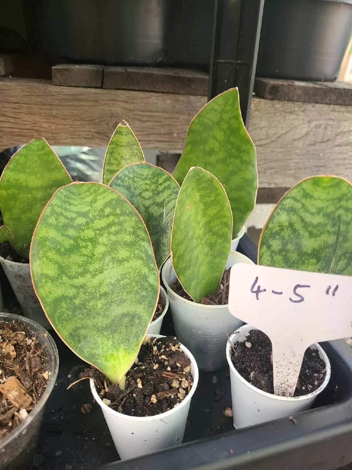 Baby Sansevieria Masoniana Whale Fin Snake Plant 4-5" rooted