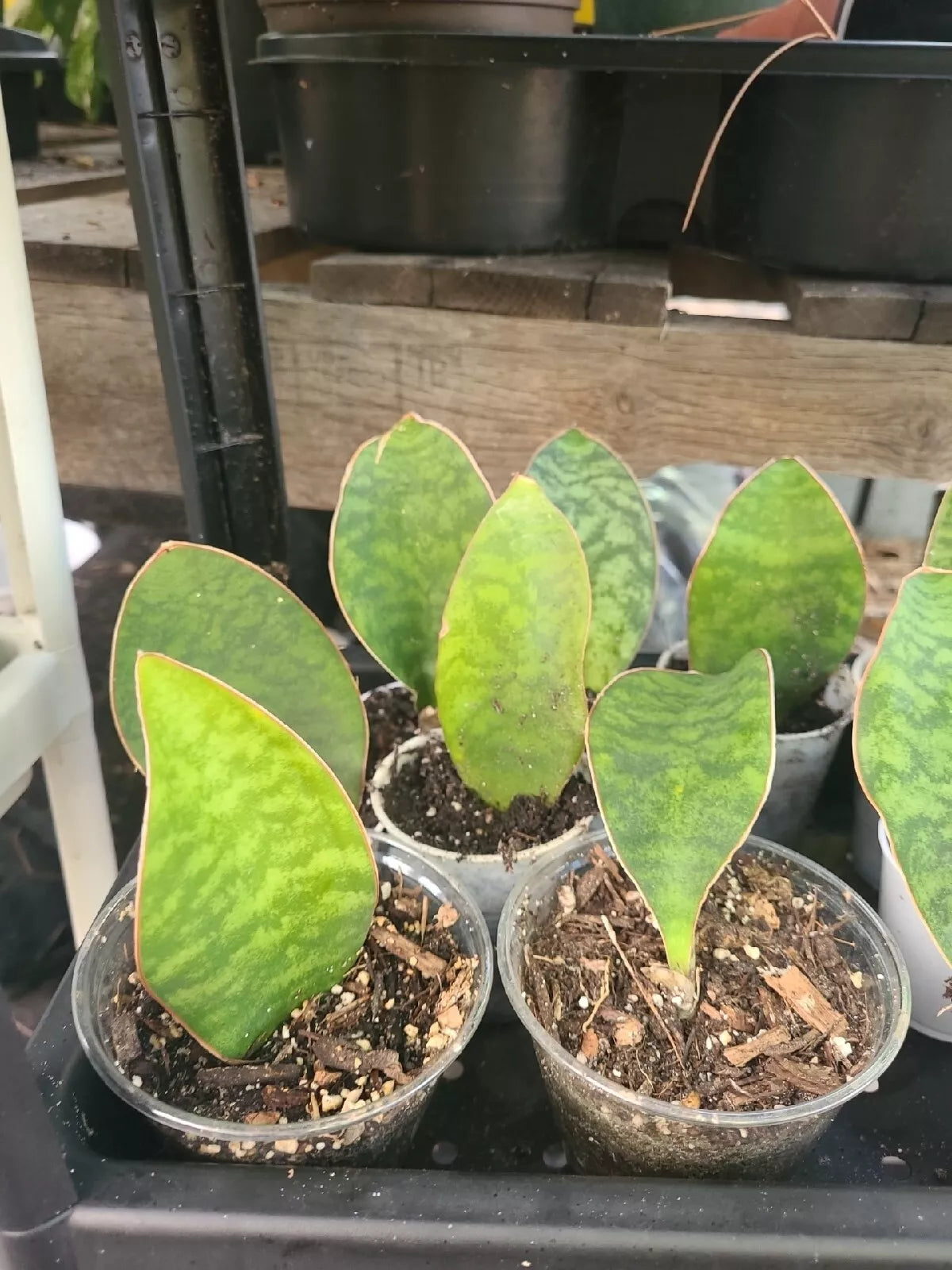 Baby Sansevieria Masoniana Whale Fin Snake Plant 4-5" rooted