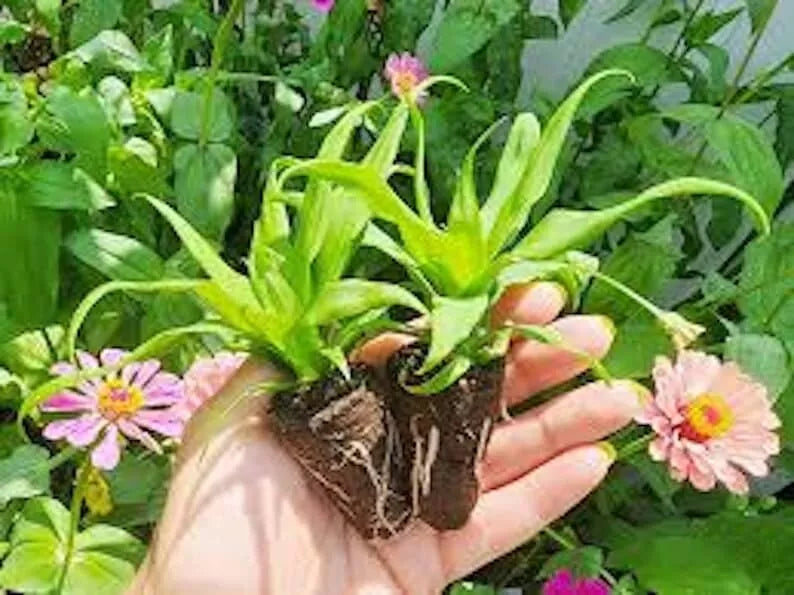 1 Florida Special Pineapple Plant Ananas Colossus Live Starter Plant Fruit