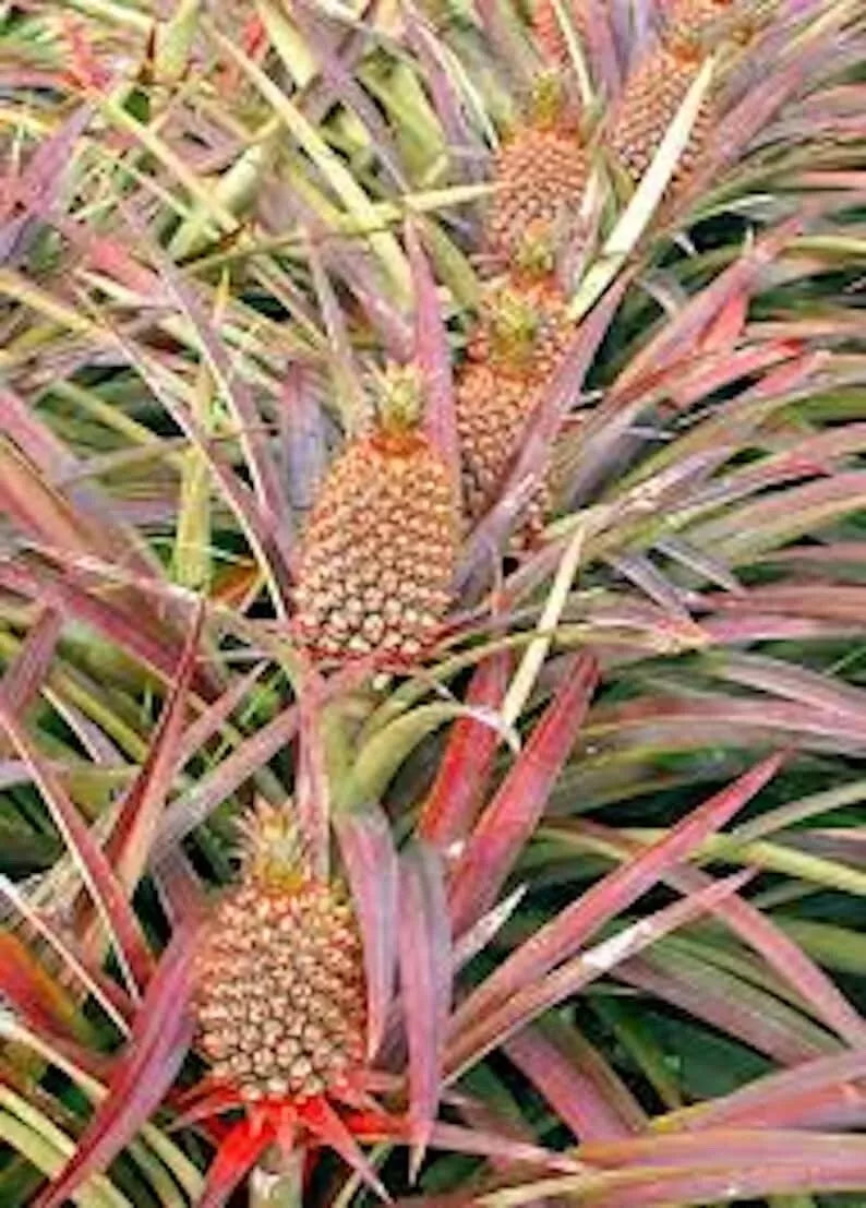 1 Florida Special Pineapple Plant Ananas Colossus Live Starter Plant Fruit