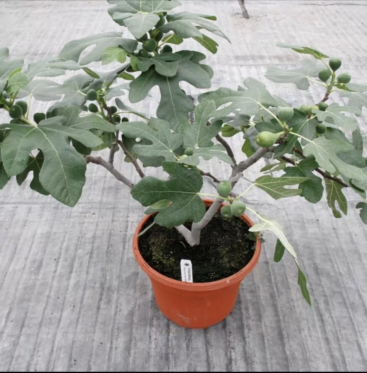Fig Tree “Fignomenal” New Dwarf Variety! 1 Tree