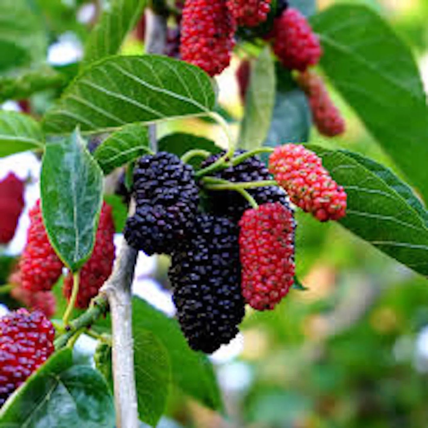 1 Mulberry Tree Dwarf Everbearing Morus nigra Starter Plant Edible Fruit