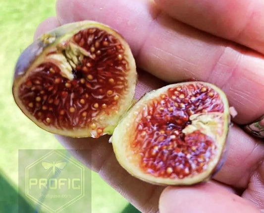 Fig Trees 2 Live Plants “Celeste ” COLD HARDY