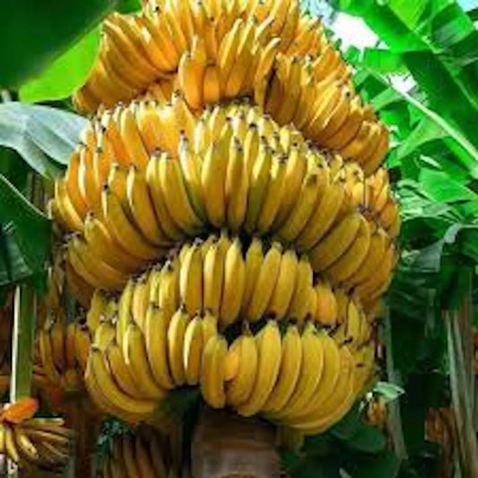 1 Banana Tree Musa Gran Nain Starter Plant Fruit Tree Plant