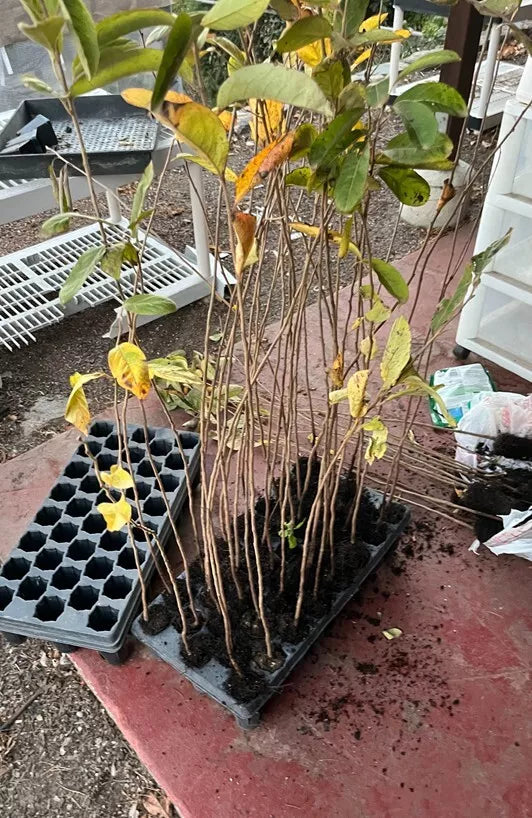 American Persimmon Tree – Diospyros virginiana – Live Plant