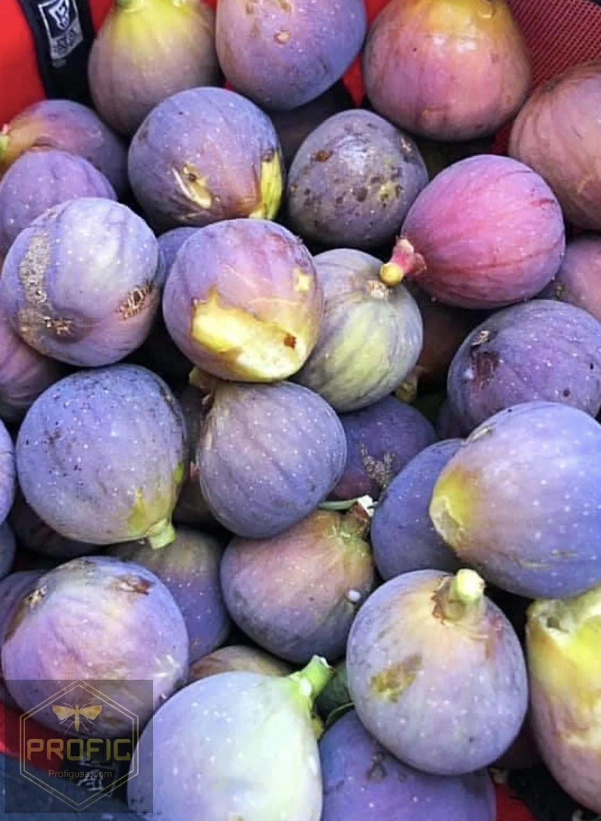 Fig Trees 2 Live Plants “Celeste ” COLD HARDY