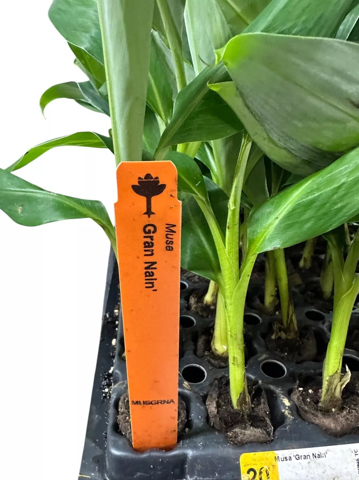 1 Banana Tree Musa Gran Nain Starter Plant Fruit Tree Plant