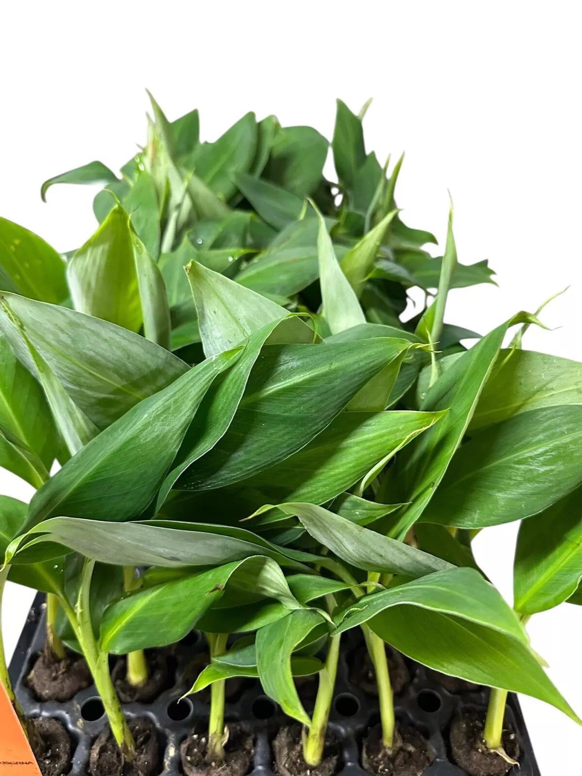 1 Banana Tree Musa Gran Nain Starter Plant Fruit Tree Plant