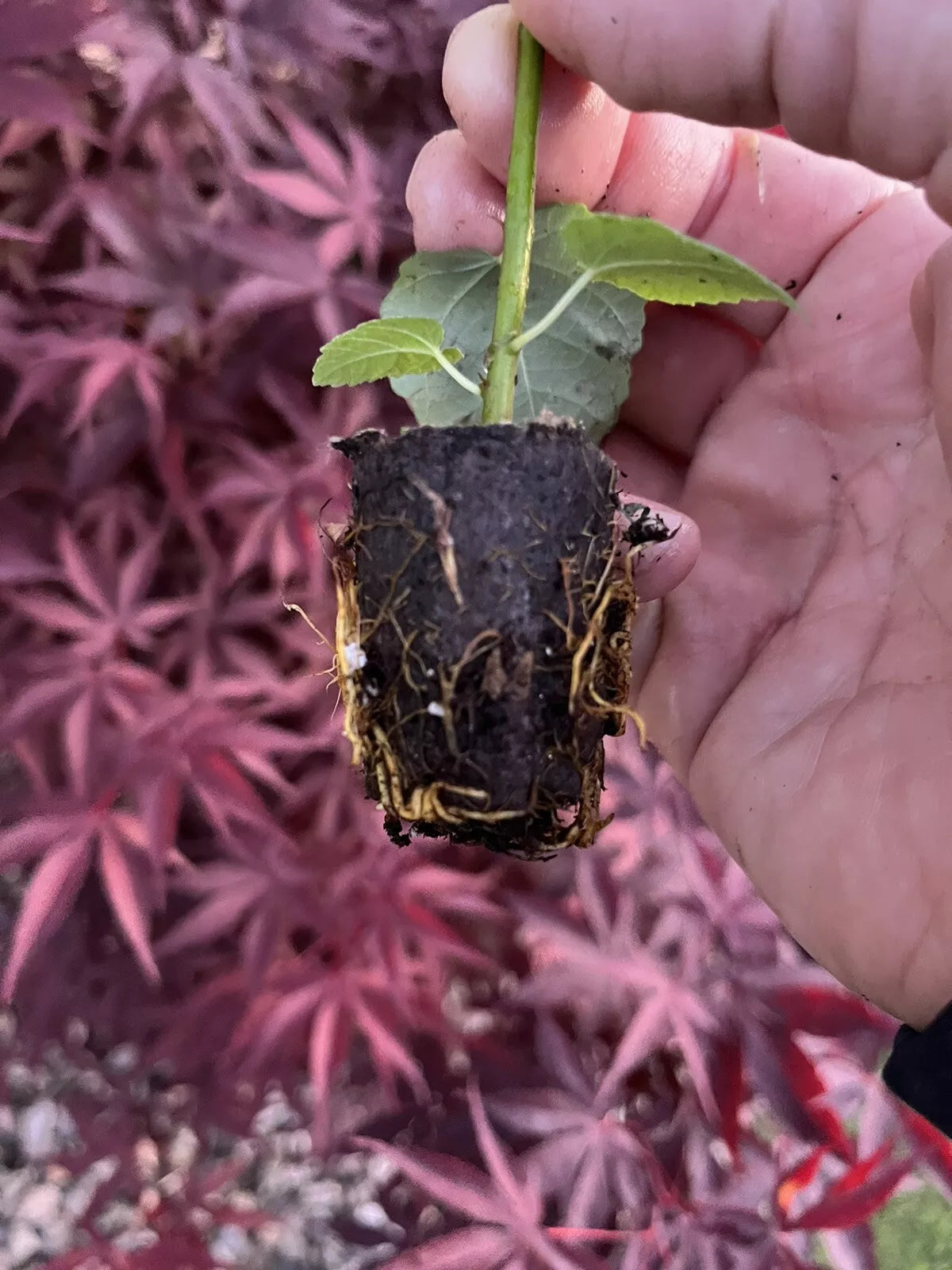 Fig Trees 2 Live Plants “Celeste ” COLD HARDY