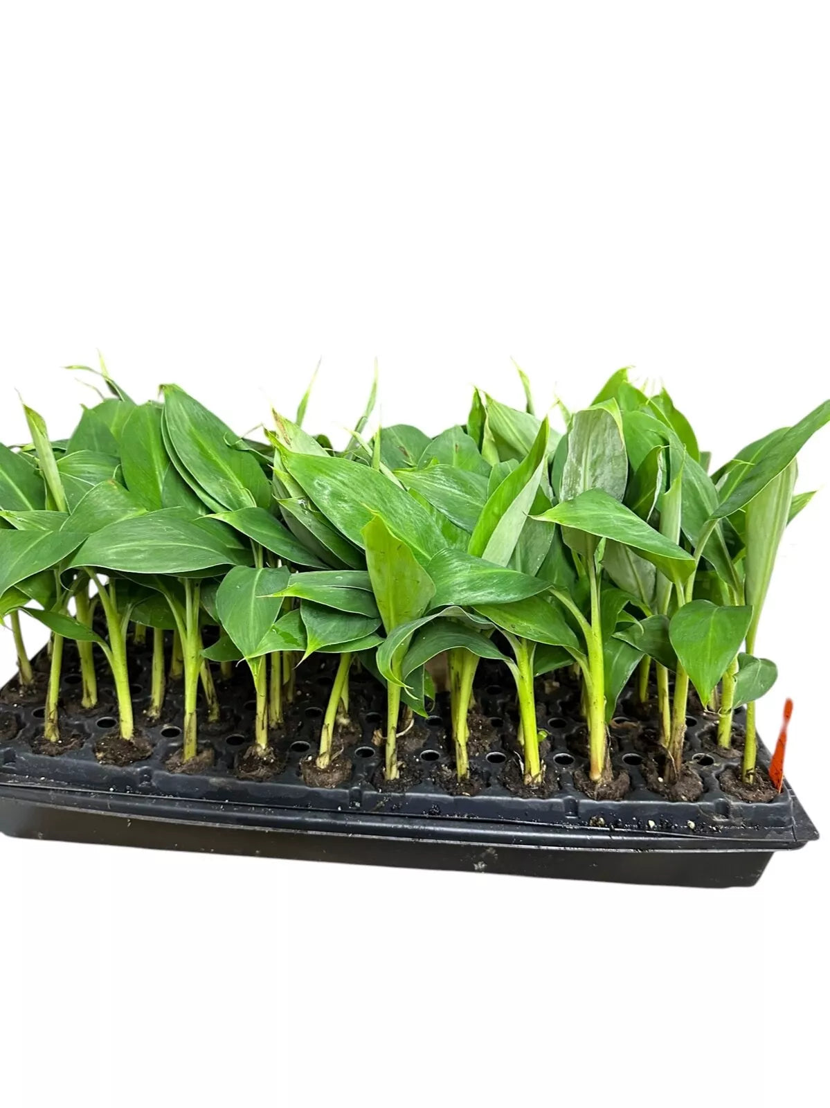 1 Banana Tree Musa Gran Nain Starter Plant Fruit Tree Plant