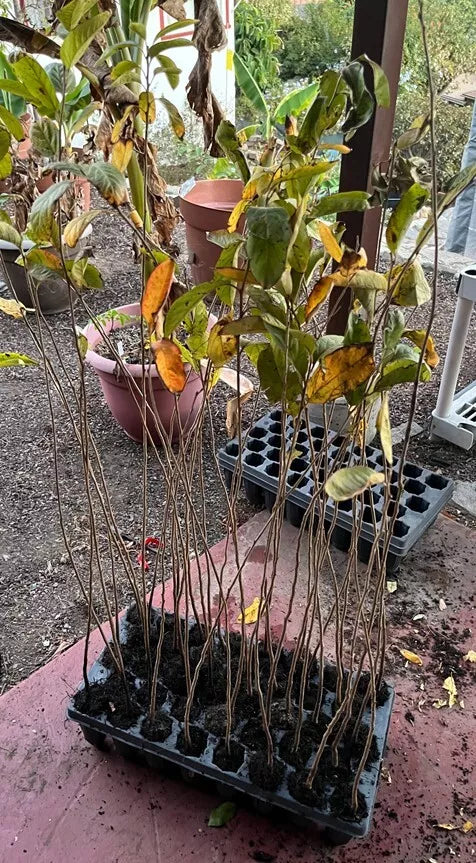 American Persimmon Tree – Diospyros virginiana – Live Plant