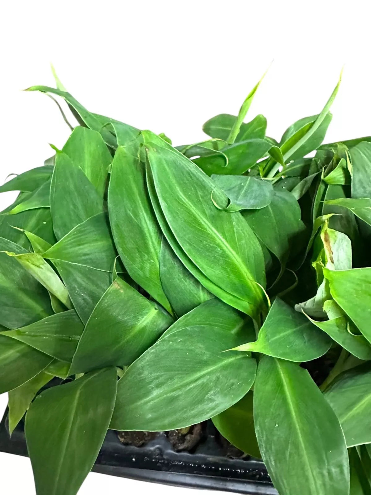1 Banana Tree Musa Gran Nain Starter Plant Fruit Tree Plant