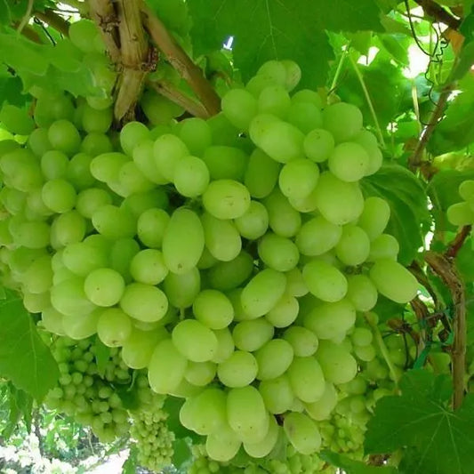 1 THOMPSON Live Seedless Grape Vine Plant - 1-2 yr Old - Ready for Planting