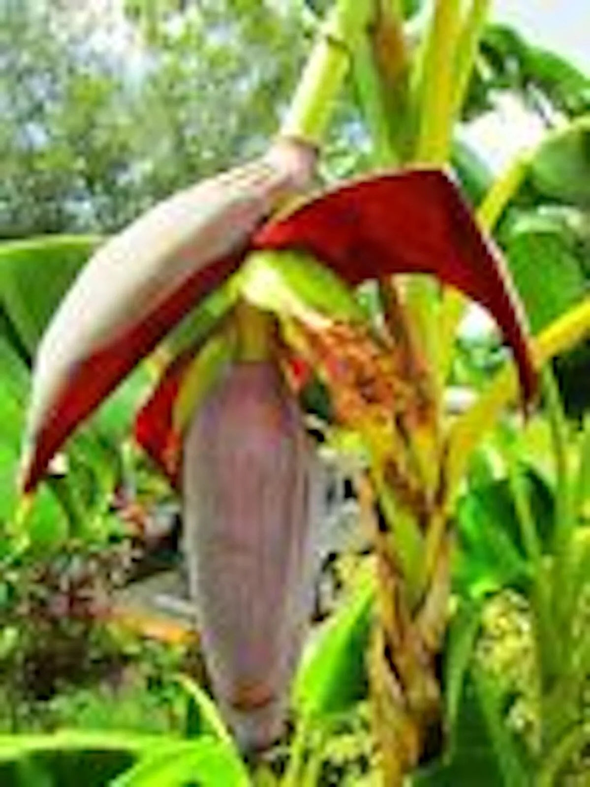 1 Banana Tree Musa Gran Nain Starter Plant Fruit Tree Plant