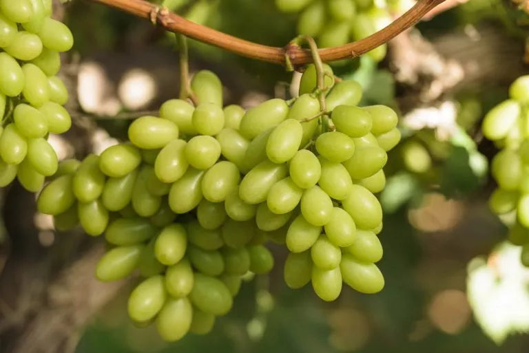 1 THOMPSON Live Seedless Grape Vine Plant - 1-2 yr Old - Ready for Planting