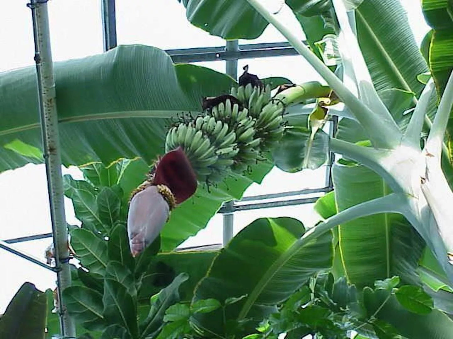 1 Banana Tree Musa Gran Nain Starter Plant Fruit Tree Plant