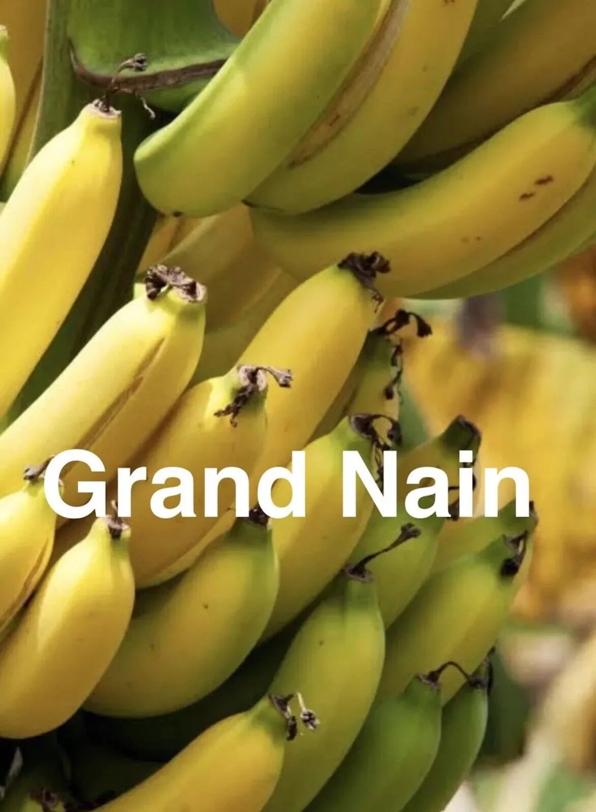 1 Banana Tree Musa Gran Nain Starter Plant Fruit Tree Plant