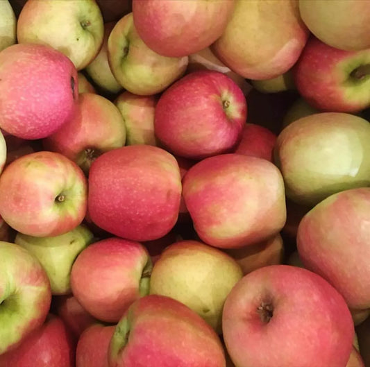 1 PINK LADY Apple Tree *Live Plant * 18-30" Tall