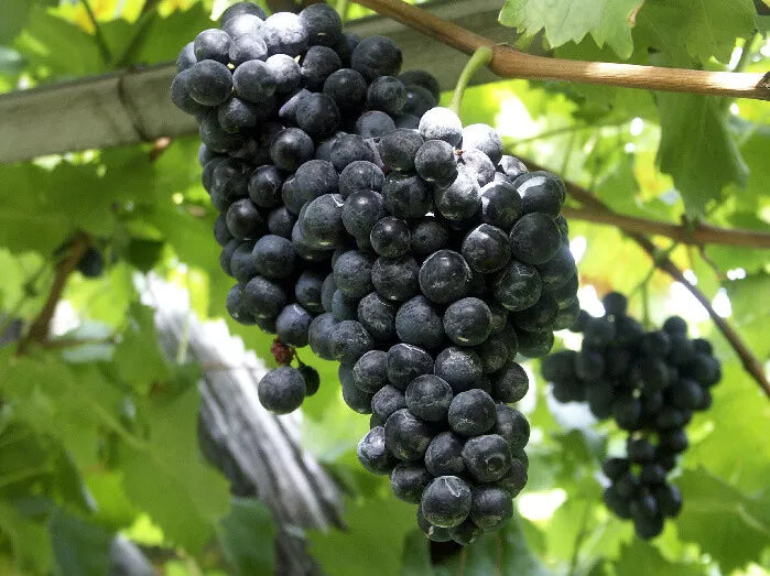 1 CONCORD Seedless Live Grape Vine Plants - 1-2 yr Old - Pruned for Planting