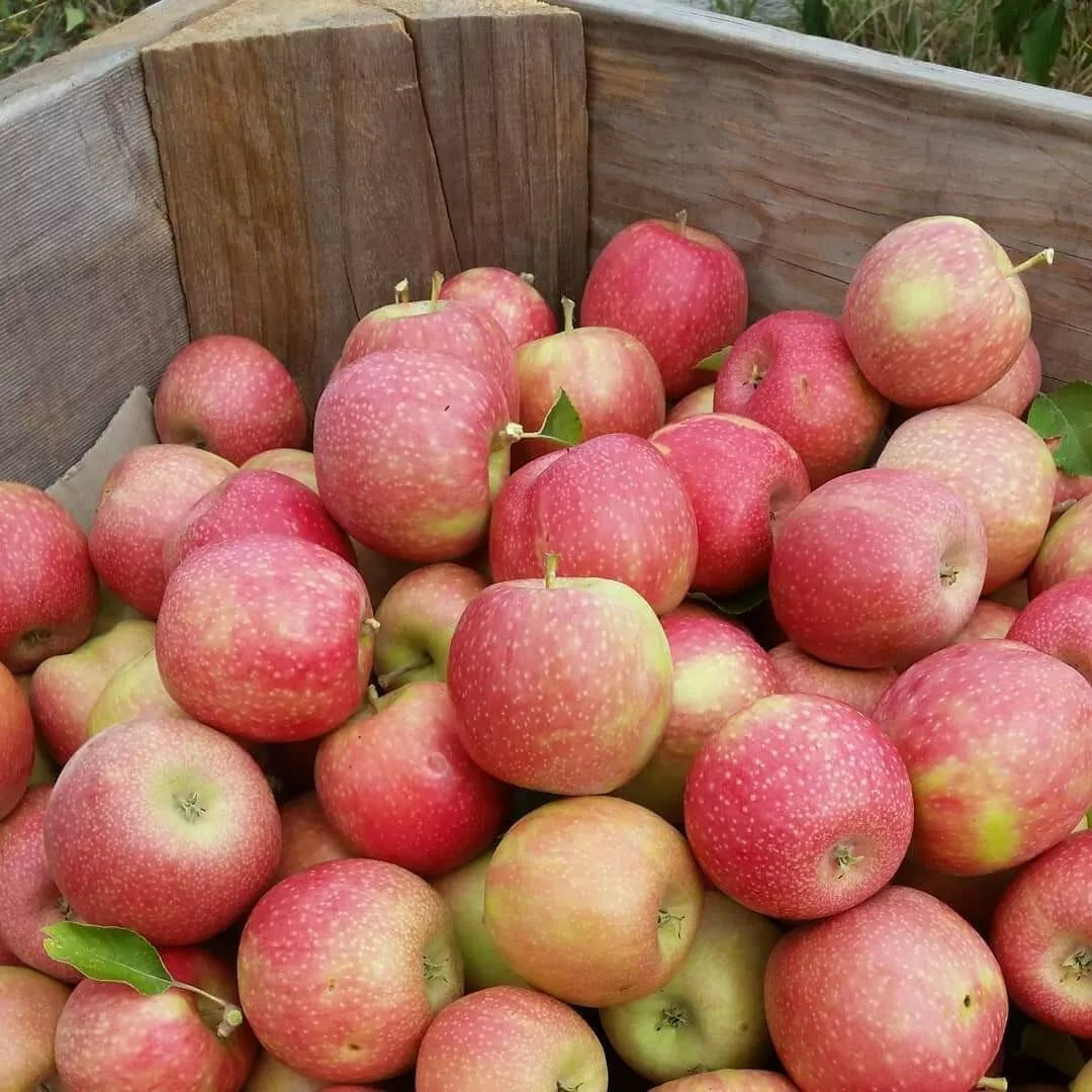 1 PINK LADY Apple Tree *Live Plant * 18-30" Tall