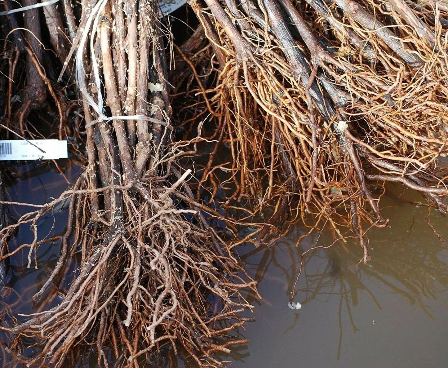 1 CONCORD Seedless Live Grape Vine Plants - 1-2 yr Old - Pruned for Planting