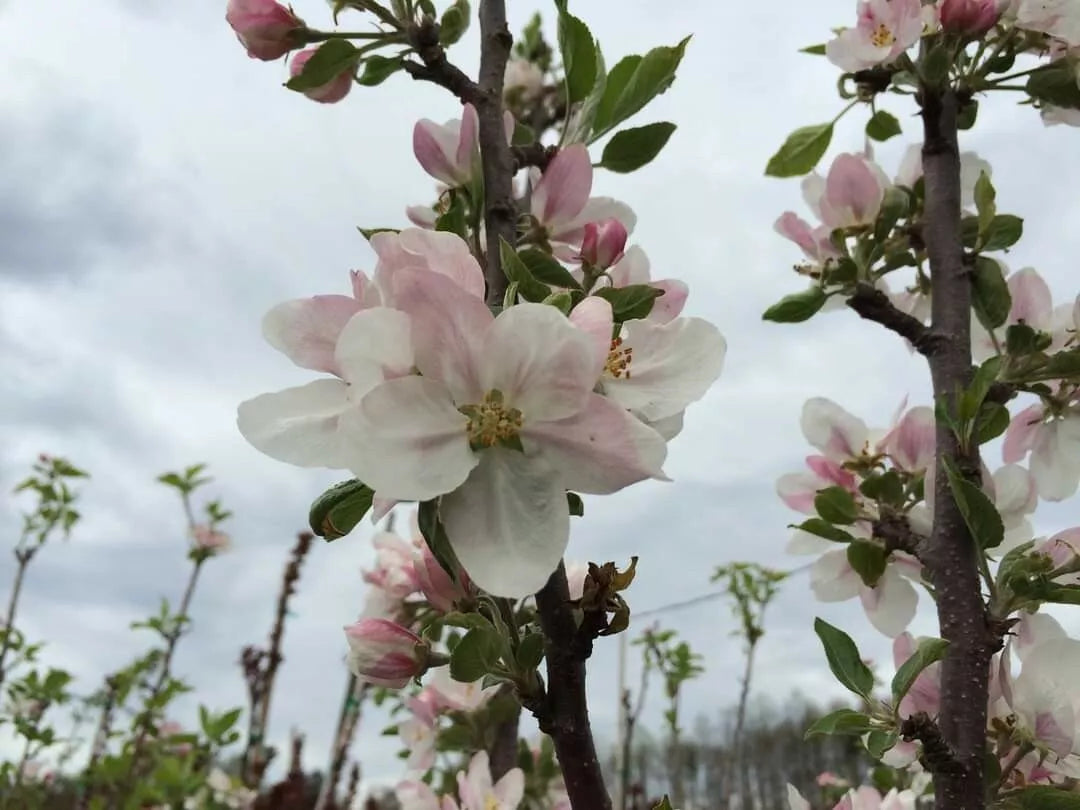 1 PINK LADY Apple Tree *Live Plant * 18-30" Tall
