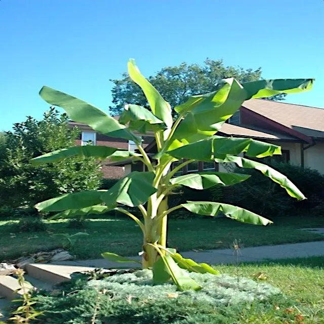 10 "DWARF" Cavendish BANANA Tree Seeds Musa acuminata Hardy Tropical Fruit Plant
